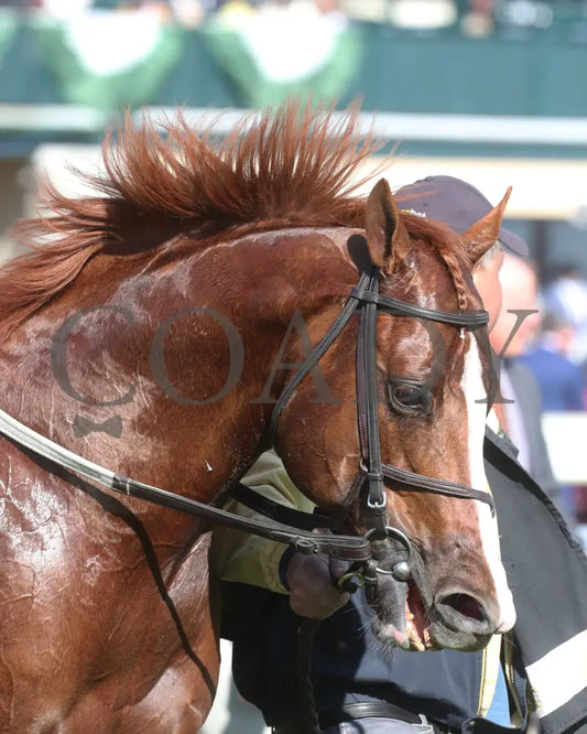Arzak - The Shakertown G2 04 - 06 - 24 R09 Kee Head Shot 01 Keeneland