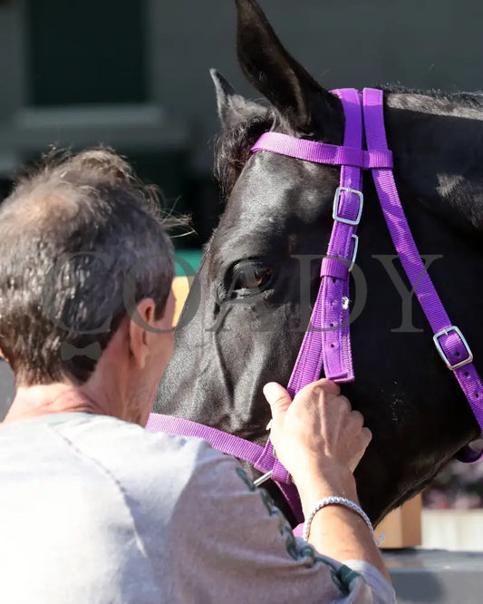 ASHIMA - The Tiara - 11-15-25 - R05 - CD - Come Back 04 - Coady Media - Kurtis Coady Photography