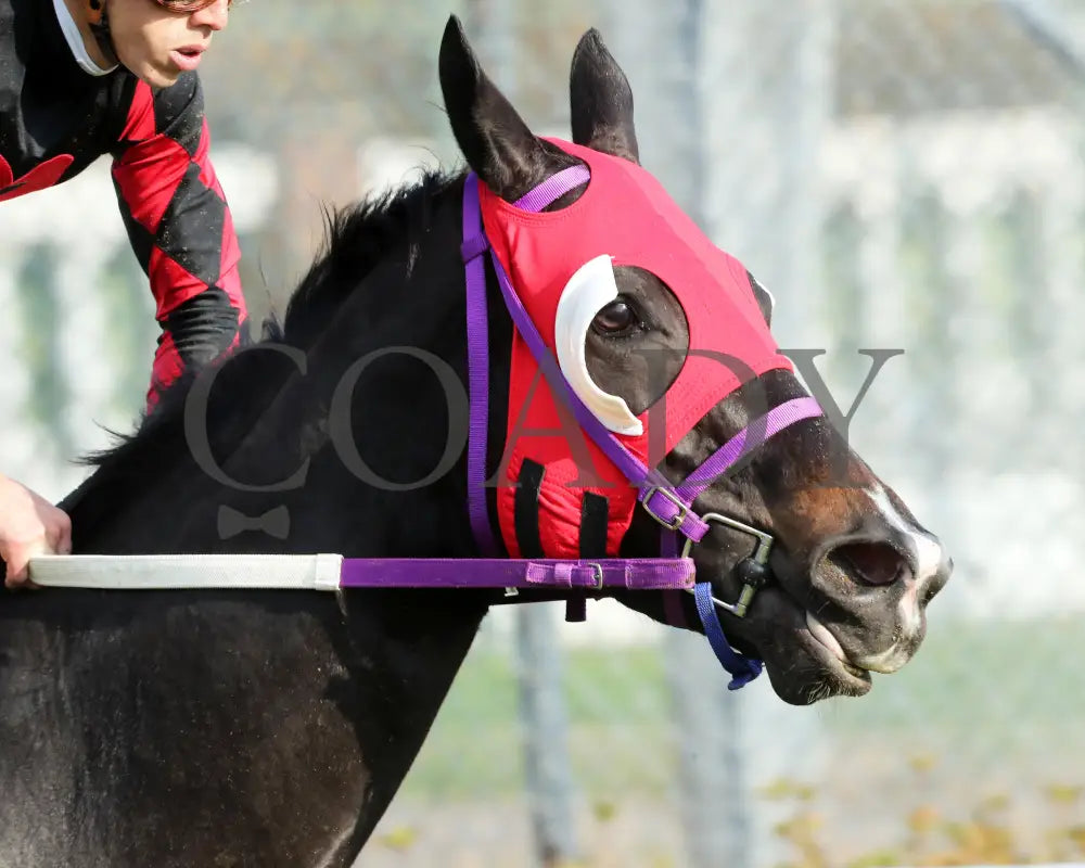 ASHIMA - The Tiara - 11-15-25 - R05 - CD - Gallop Out 02 - Coady Media - Kurtis Coady Photography