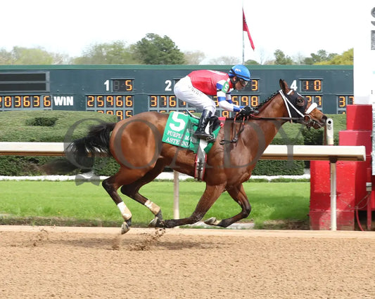 Asternia - The Purple Martin Stakes 22Nd Running 03 - 16 - 24 R07 Op Finish 01 Oaklawn Park