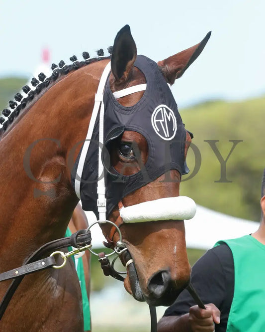 Asternia - The Purple Martin Stakes 22Nd Running 03 - 16 - 24 R07 Op Paddock 02 Oaklawn Park