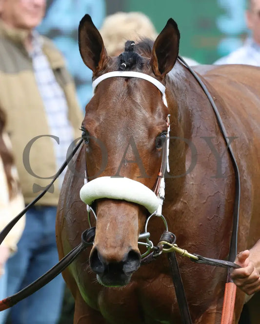 Asternia - The Purple Martin Stakes 22Nd Running 03 - 16 - 24 R07 Op Walk Back 01 Oaklawn Park