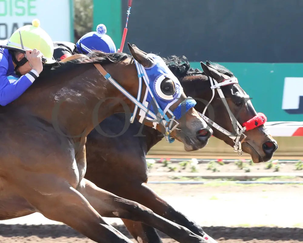 Av Tornadoe Warning - Desert Classic Stakes 02-15-24 R01 Turf Paradise Finish 2