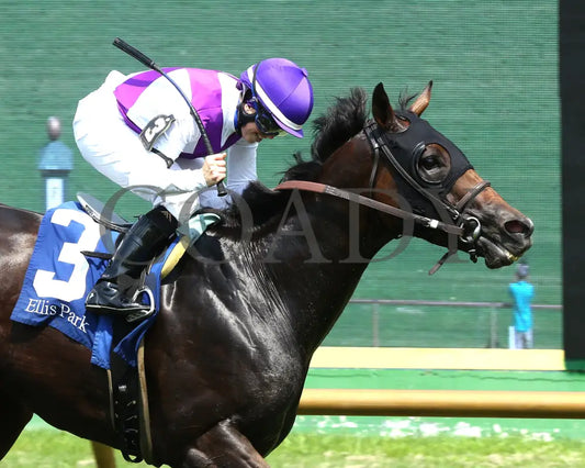 Awesome Treat - Ky Downs Preview Ladies Turf Sprint 6Th Running 08-03-24 R07 Elp Finish 02 Ellis