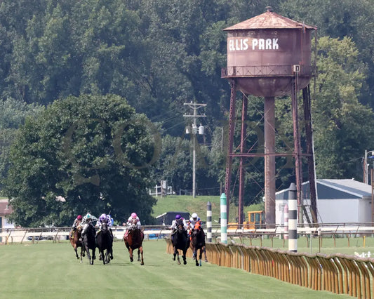 Awesome Treat - Ky Downs Preview Ladies Turf Sprint 6Th Running 08-03-24 R07 Paddock 01 Elp Ellis