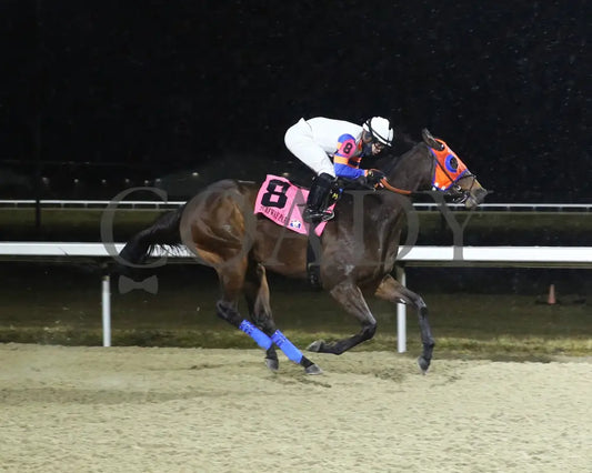 B G Warrior - The Wishing Well 31St Running 01-27-24 R08 Tp Finish 01 Turfway Park