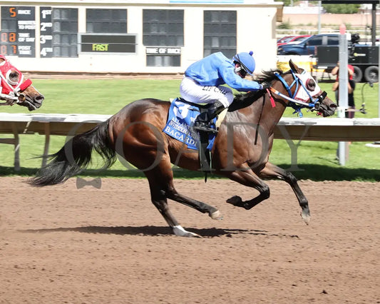 Bacardi - All American Quarter Horse Invitational S 09-02-24 R05 The Downs At Albuquerque Finish 01