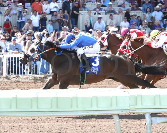 Bacardi - All American Quarter Horse Invitational S 09-02-24 R05 The Downs At Albuquerque Inside