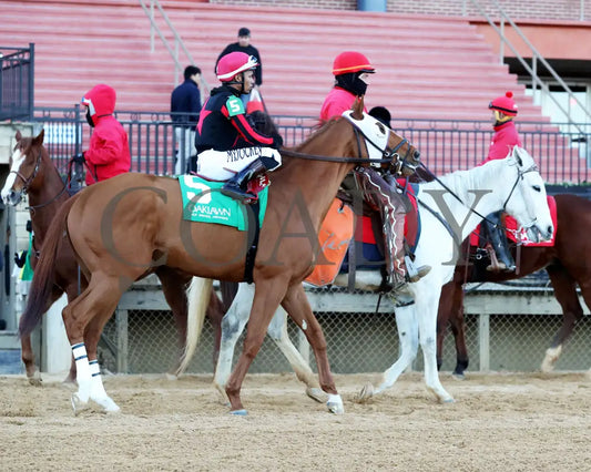 Banishing - The Byerley Turk Overnight Stakes 1St Running 01-23-25 R09 Op Post Parade 03 Oaklawn