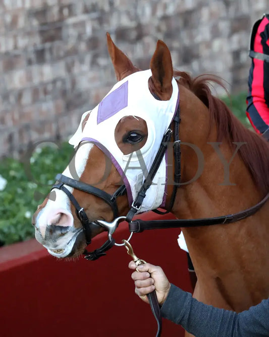 Banishing - The Byerley Turk Overnight Stakes 1St Running 01-23-25 R09 Op Post Parade 01 Oaklawn