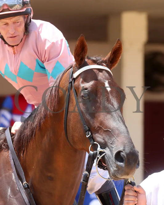 Bear River - The Dade Park Dash 07-04-24 R05 Elp Paddock 02 Ellis