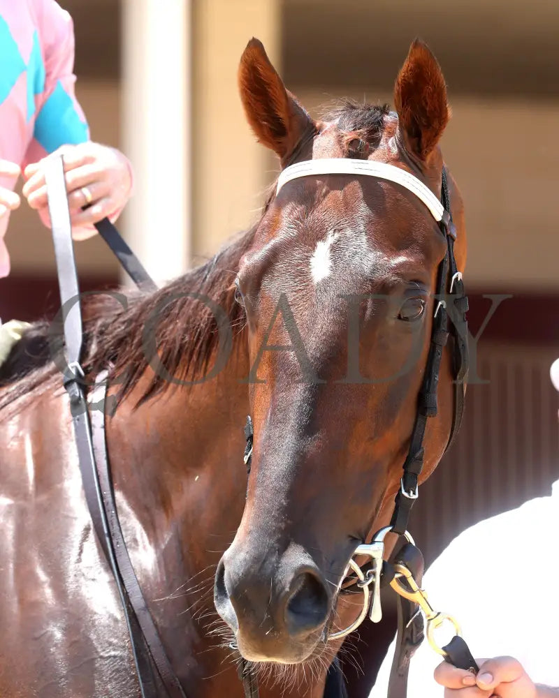 Bear River - The Dade Park Dash 07-04-24 R05 Elp Paddock 03 Ellis