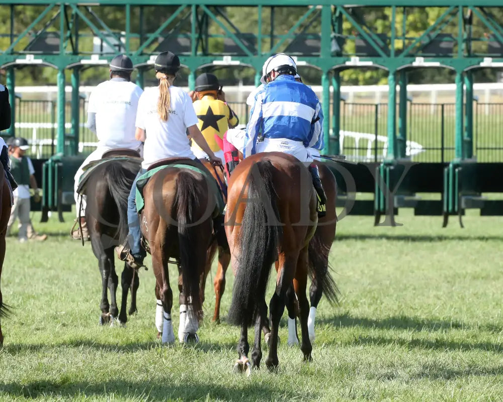 Bellum Justum - The Dk Horse Nashville Derby Invitational G3 08-31-24 R08 Kd Post Parade 03