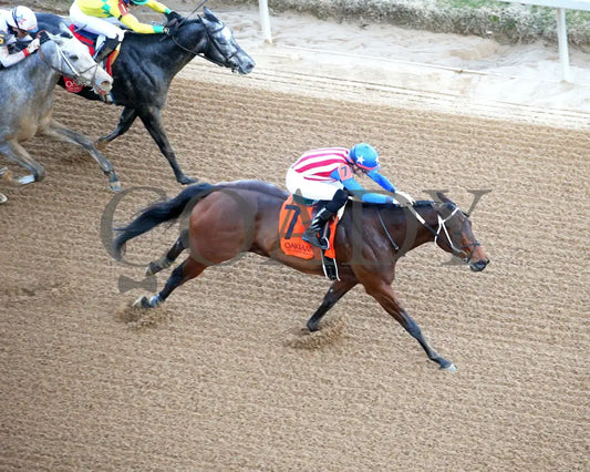 Benedetta - The American Beauty Stakes 02-01-25 R09 Op Aerial Finish 02 Oaklawn Park
