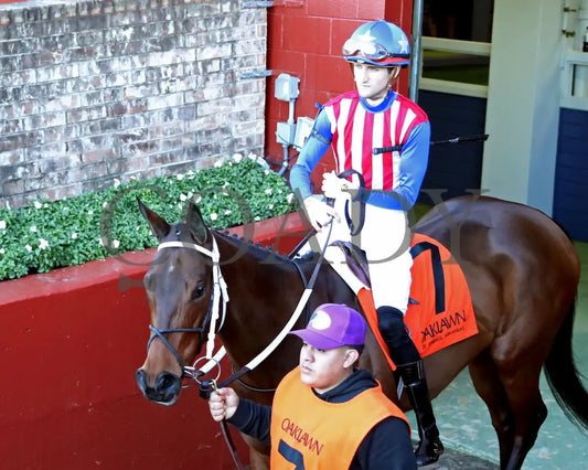 Benedetta - The American Beauty Stakes 02-01-25 R09 Op Paddock 01 Oaklawn Park