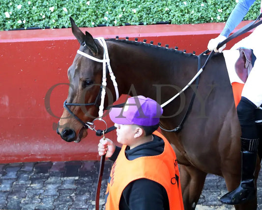 Benedetta - The American Beauty Stakes 02-01-25 R09 Op Paddock 02 Oaklawn Park