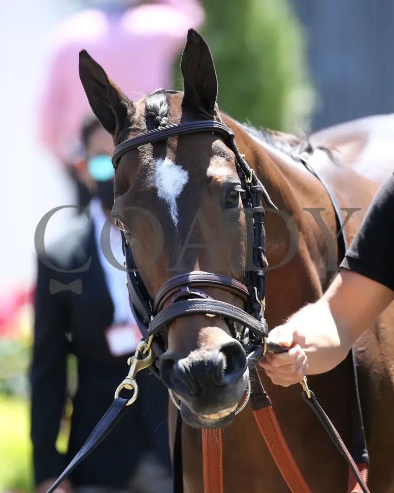 Blowout - The Longines Churchill Distaff Turf Mile G2 36Th Running 05-01-21 R06 Cd Paddock 01 Downs