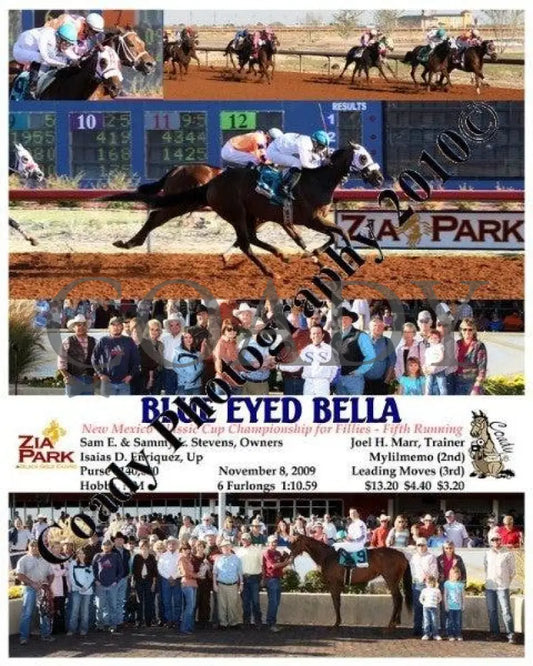 Blue Eyed Cat - 9 19 2009 Zia Park