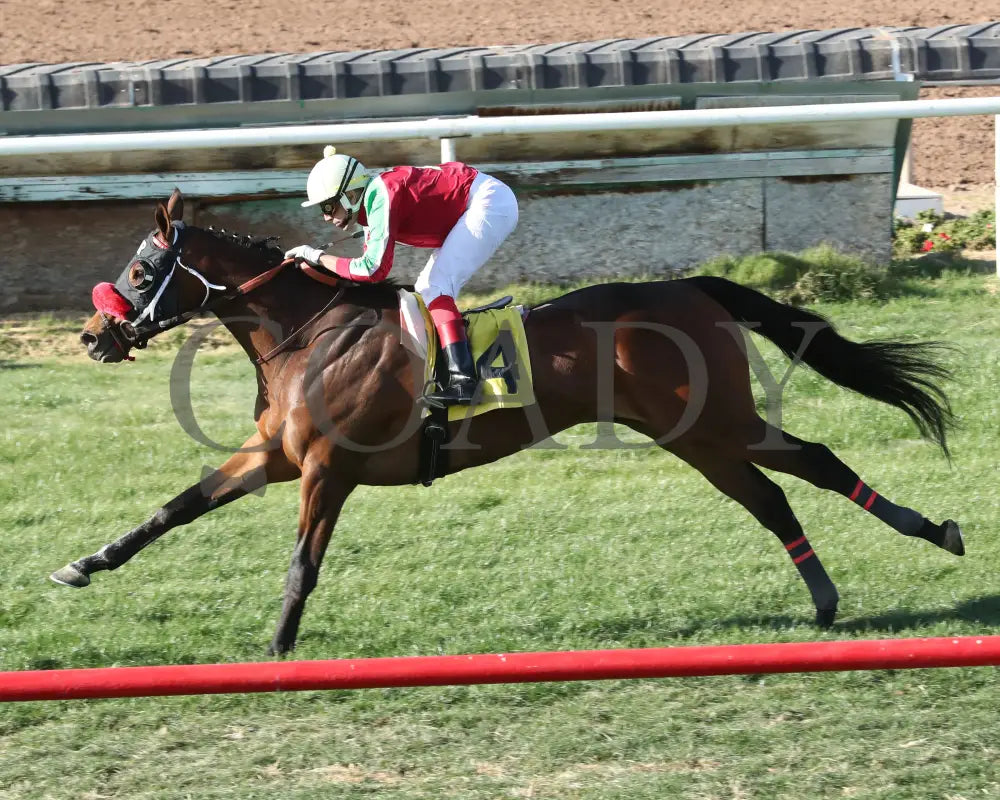 BODI ZAFA - Luke Kruytbosch Overnight Handicap - 02-19-25 - R07 - Turf Paradise - Inside Finish Turf Paradise