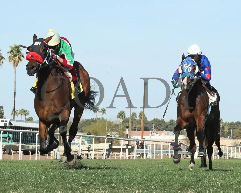 BODI ZAFA - Luke Kruytbosch Overnight Handicap - 02-19-25 - R07 - Turf Paradise - Under Rail Turf Paradise