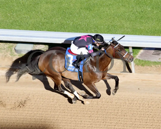 Bohemian Bo - Nodouble Breeders’ Stakes 16Th Running 03-02-24 R07 Op Aerial Finish 01 Oaklawn Park