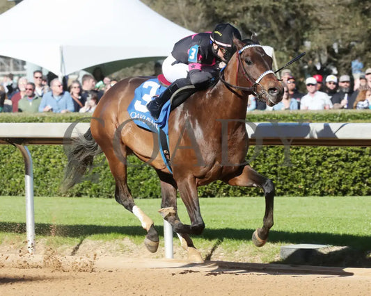 Bohemian Bo - Nodouble Breeders’ Stakes 16Th Running 03-02-24 R07 Op Finish 02 Oaklawn Park