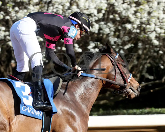 Bohemian Bo - Nodouble Breeders’ Stakes 16Th Running 03-02-24 R07 Op Gallop Out 01 Oaklawn Park