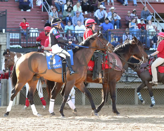 Bohemian Bo - Nodouble Breeders’ Stakes 16Th Running 03-02-24 R07 Op Post Parade 02 Oaklawn Park