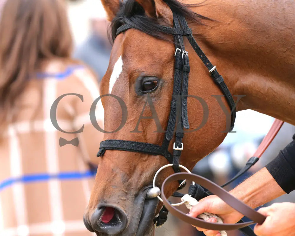 BOOK’EM DANNO - The Boston Handicap - 03-14-25 - R07 - CNL - Come Back 02 Colonial Downs