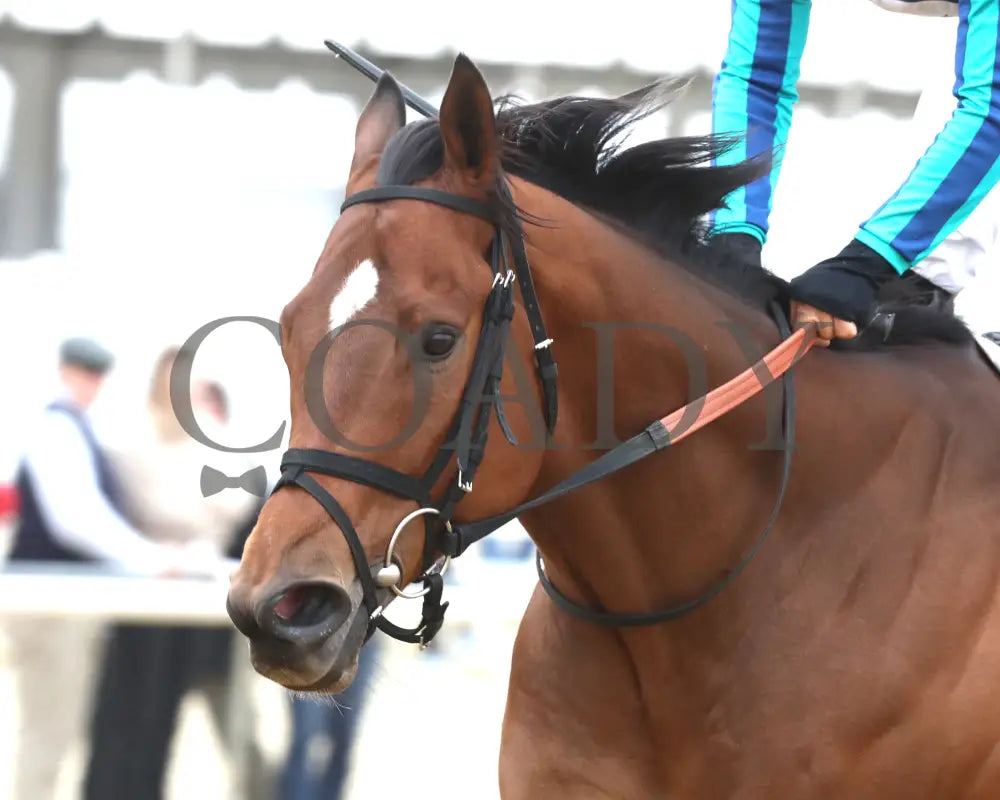 BOOK’EM DANNO - The Boston Handicap - 03-14-25 - R07 - CNL - Inside Finish 03 Colonial Downs