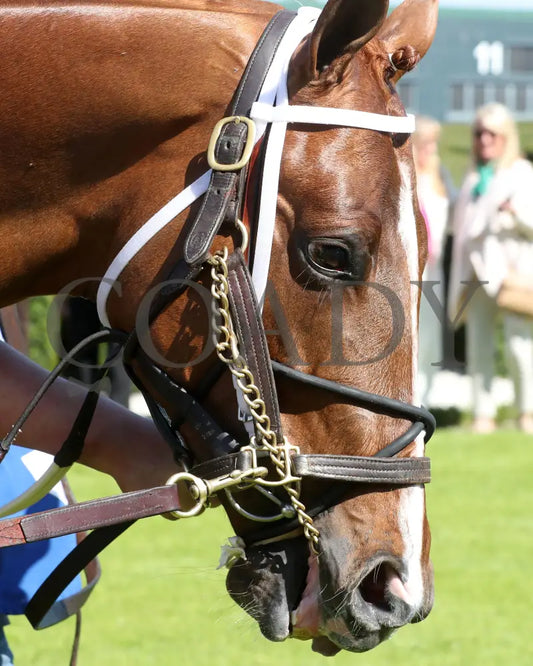 BOOTH - 041225 - Race 08 - OP The Count Fleet Sprint Handicap - Paddock 03 Oaklawn Park