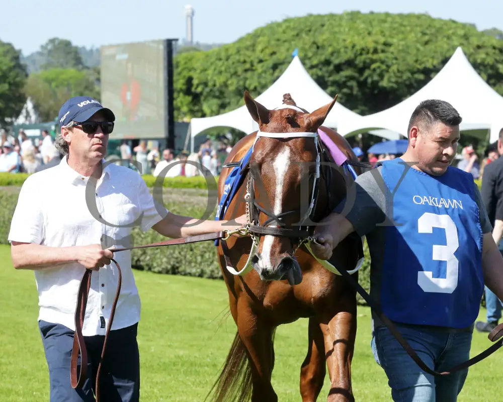BOOTH - 041225 - Race 08 - OP The Count Fleet Sprint Handicap - Paddock 04 Oaklawn Park