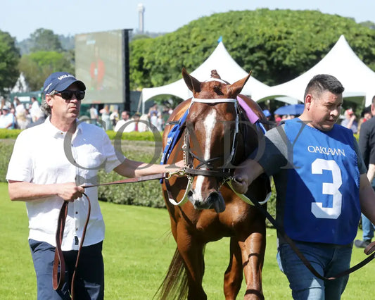 BOOTH - 041225 - Race 08 - OP The Count Fleet Sprint Handicap - Paddock 04 Oaklawn Park