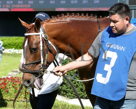 BOOTH - 041225 - Race 08 - OP The Count Fleet Sprint Handicap - Paddock 06 Oaklawn Park