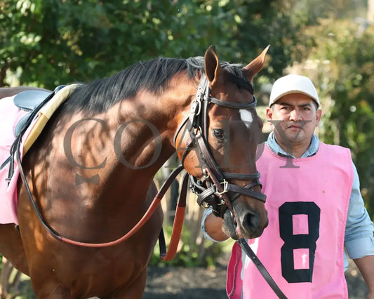 Brilliant Berti - Global Tote Gun Runner 090824 Race 10 Kd Paddock 01 Kentucky Downs