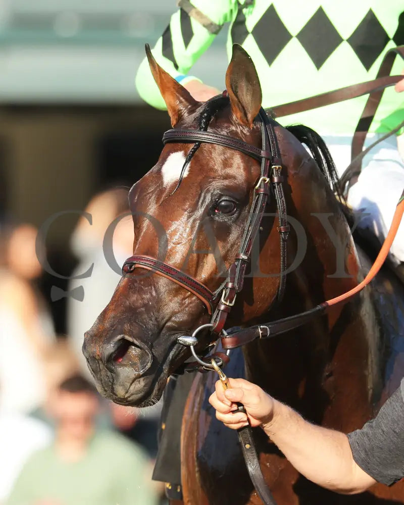 Brilliant Berti - The Bryan Station G3 10-26-24 R09 Kee Head Shot 01 Keeneland