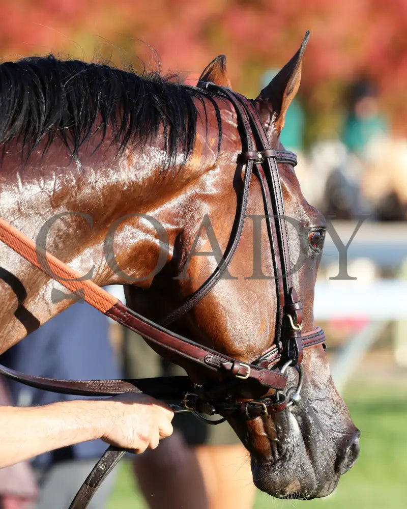 Brilliant Berti - The Bryan Station G3 10-26-24 R09 Kee Head Shot 03 Keeneland
