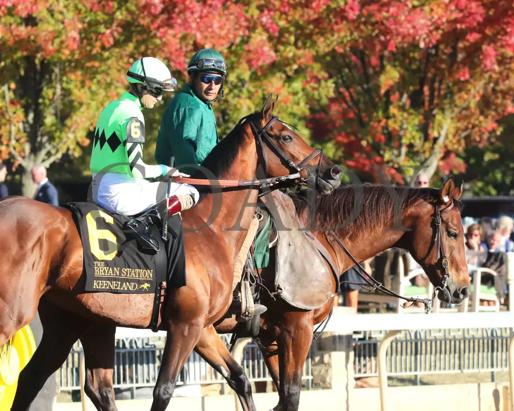 Brilliant Berti - The Bryan Station G3 10-26-24 R09 Kee Post Parade 01 Keeneland