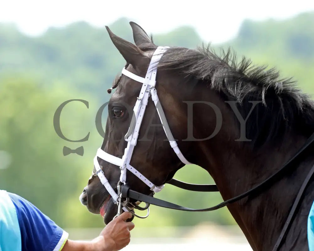 Buckeye Princess - 060724 Race 07 Btp Diana Stakes Paddock 01 Belterra Park