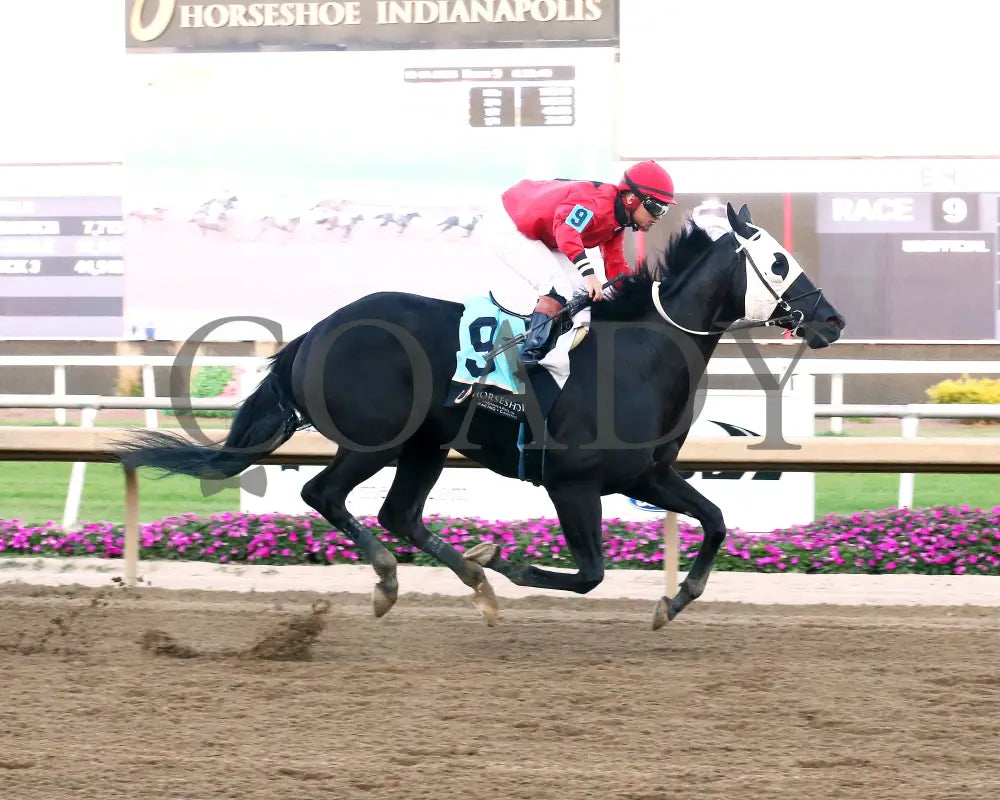 C J’S STORM - To Much Coffee - 28th Running - 10-01-25 - R09 - Horseshoe Indiana - Finish 01 - Sammantha Pagels Indiana