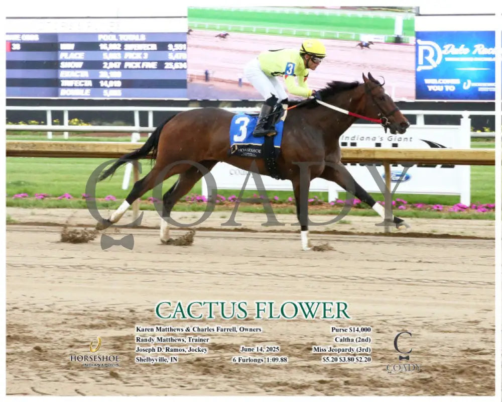 CACTUS FLOWER - 06-14-25 - R01 - IND - Action Indiana Grand