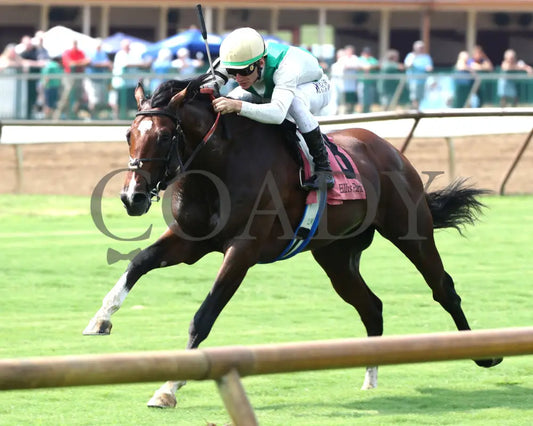 Cameo Performance - Ky Downs Preview Nashville Derby 3Rd Running 08-03-24 R08 Elp Inside Finish 01