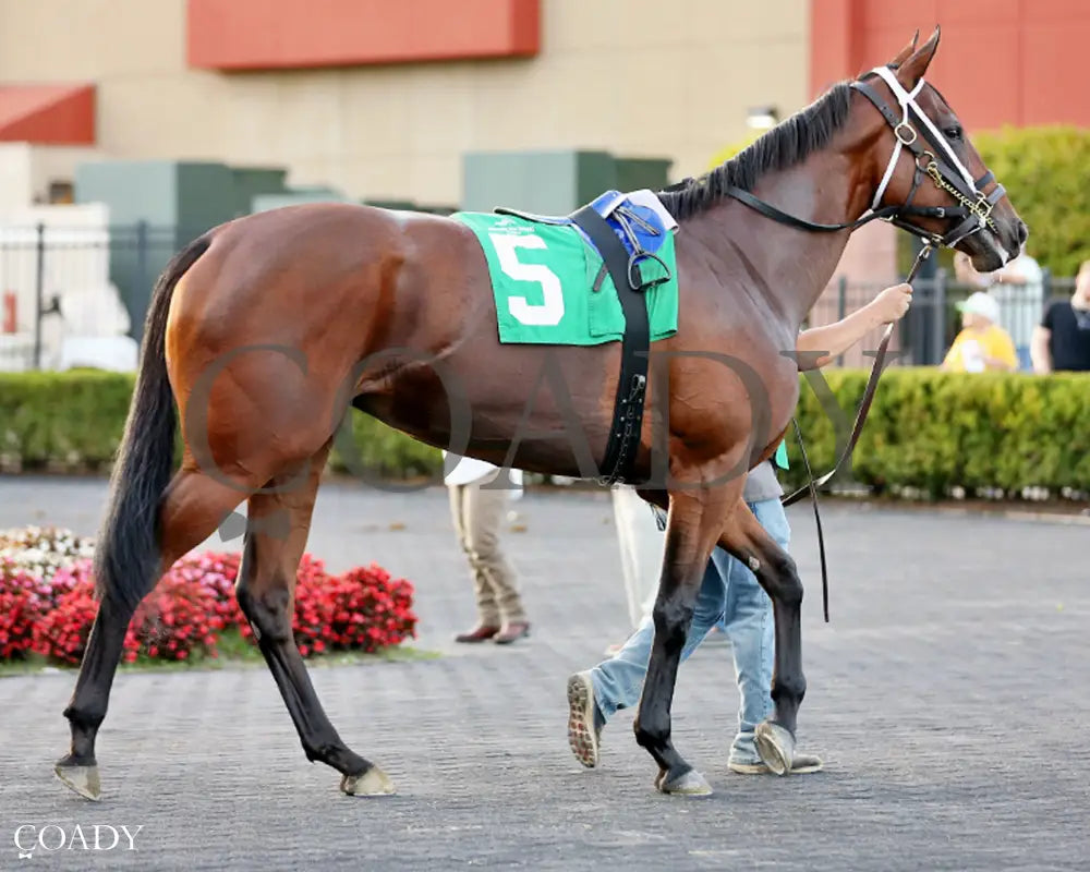 CANDY REWARD - The H.B.P.A. Stakes - 10-06-25 - R07 - Paddock 04 Presque Isle Downs