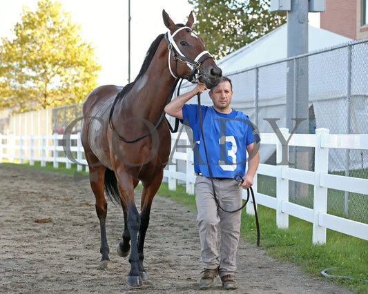 Candy Reward - The H.b.p.a. Stakes 10-07-24 R07 Pid Paddock 01 Presque Isle Downs