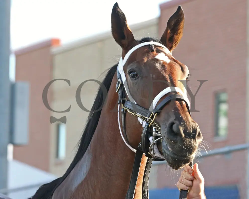 Candy Reward - The H.b.p.a. Stakes 10-07-24 R07 Pid Paddock 02 Presque Isle Downs
