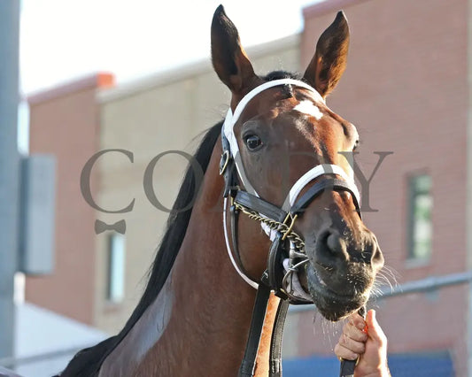 Candy Reward - The H.b.p.a. Stakes 10-07-24 R07 Pid Paddock 02 Presque Isle Downs