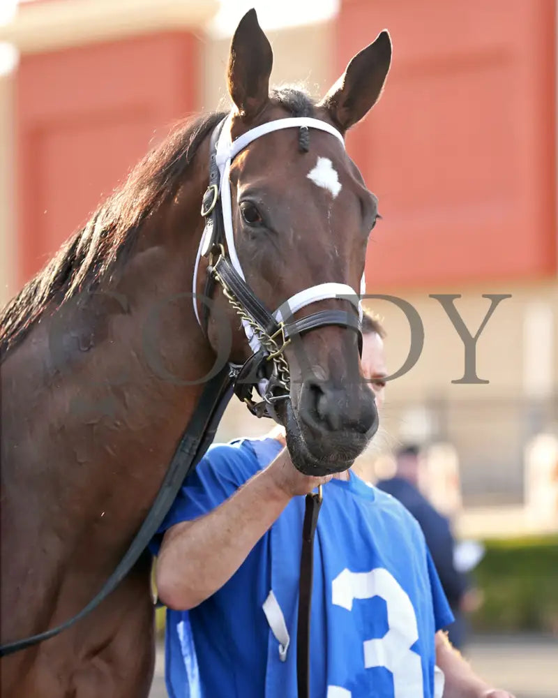 Candy Reward - The H.b.p.a. Stakes 10-07-24 R07 Pid Paddock 03 Presque Isle Downs