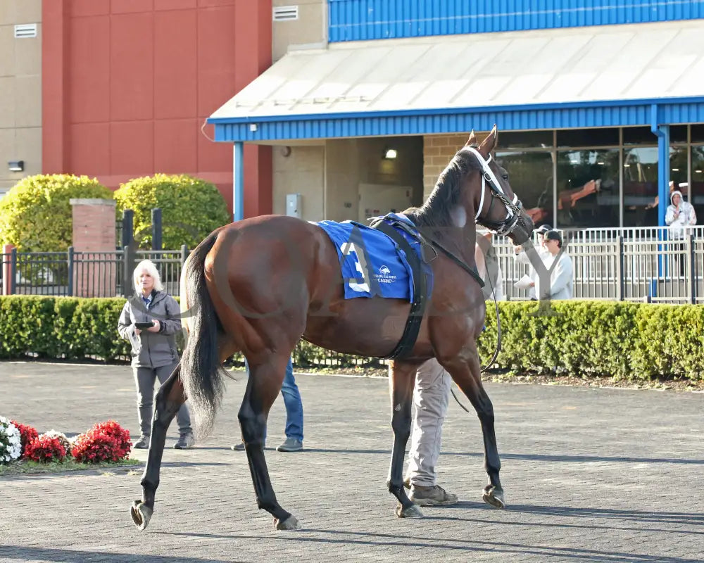Candy Reward - The H.b.p.a. Stakes 10-07-24 R07 Pid Paddock 04 Presque Isle Downs
