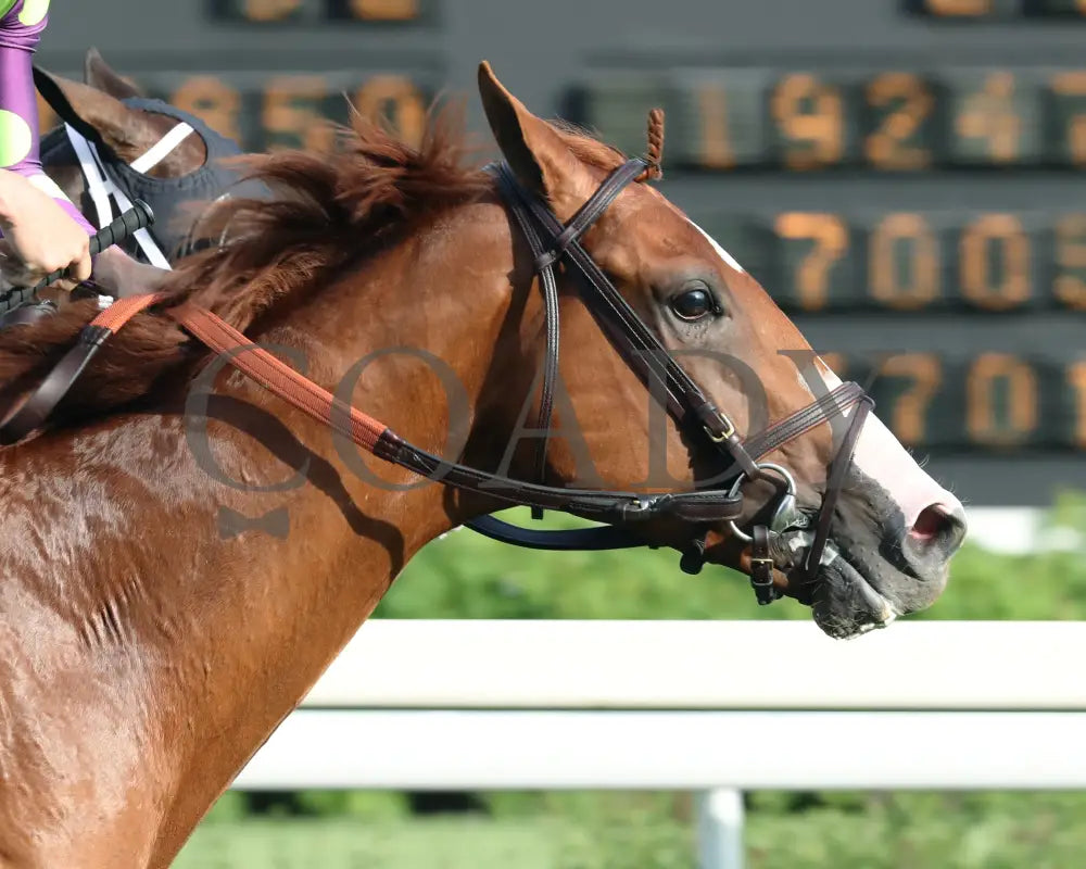 Carl Spackler - The Opening Verse 05-02-24 R11 Cd Tight Finish 02 Churchill Downs