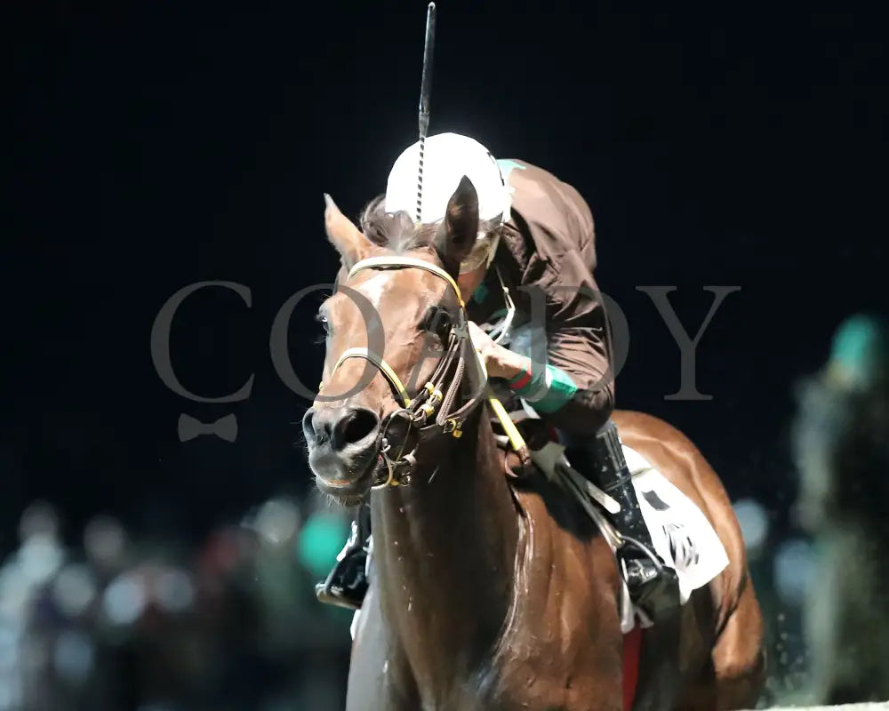 Catch The Humor - West Virginia Russell Road Breeders Classic 10-12-24 R03 Ct Inside Finish 01
